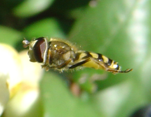 Dittero syirphidae: Eupeodes corollae